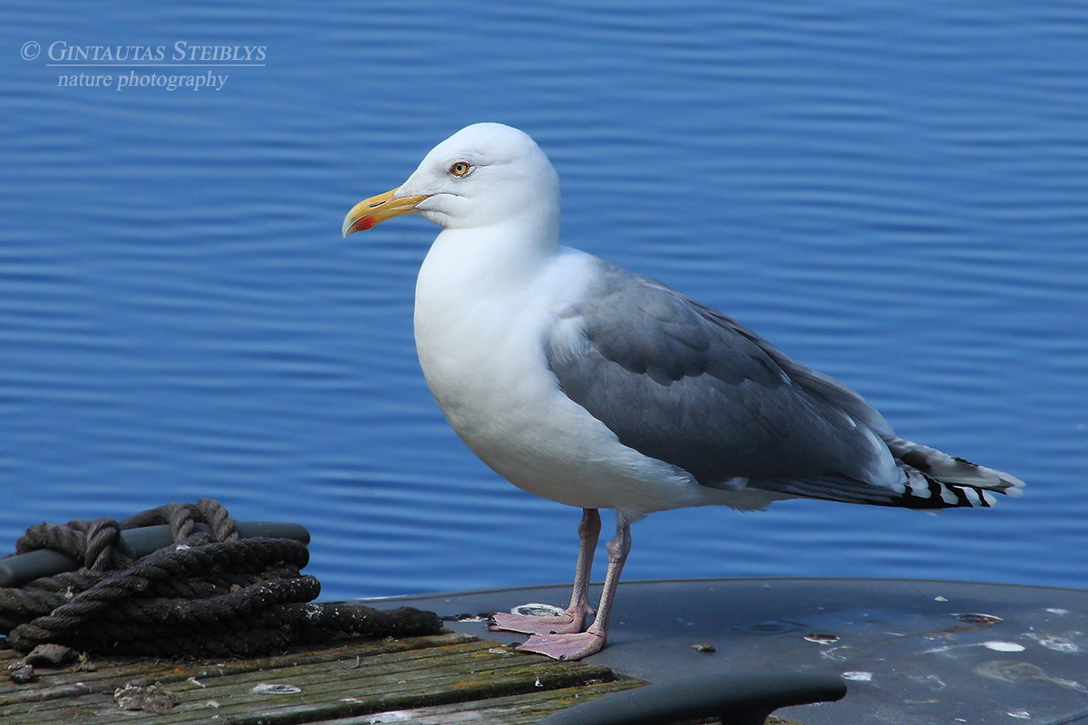 Sidabrinis kiras - Larus argentatus | Fotografas Gintautas Steiblys