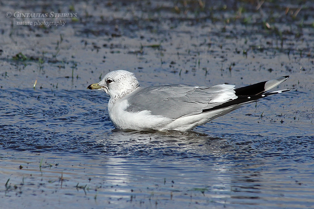 Paprastasis kiras - Larus canus | Fotografas Gintautas Steiblys