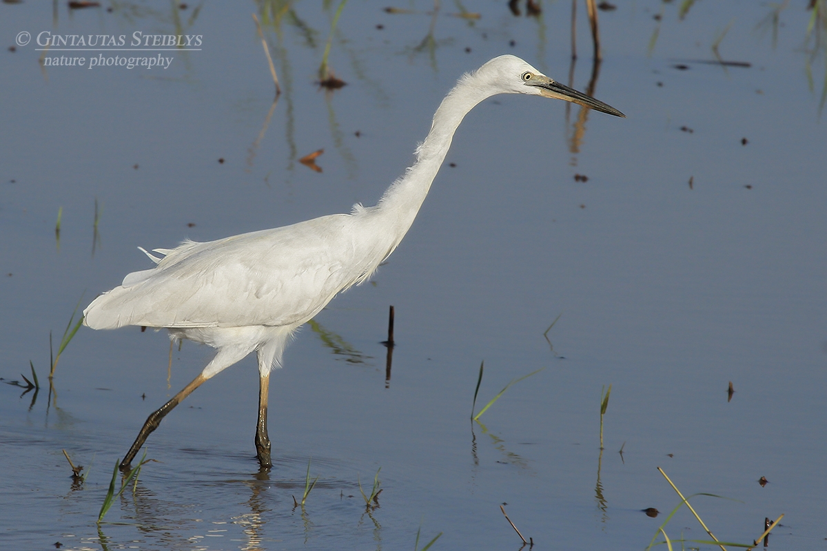 Vidutinis baltasis garnys - Ardea intermedia | Fotografas Gintautas Steiblys