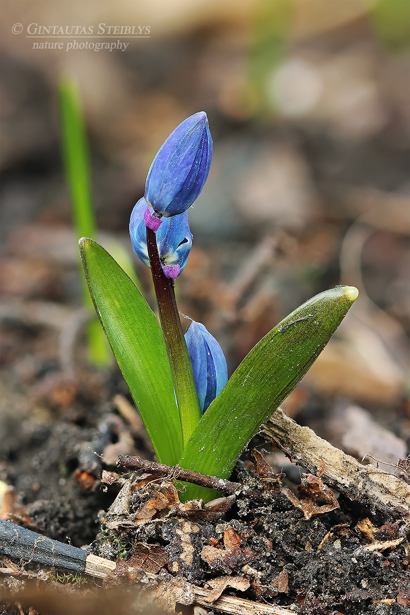 Sibirinė scylė - Scilla siberica | Fotografas Gintautas Steiblys