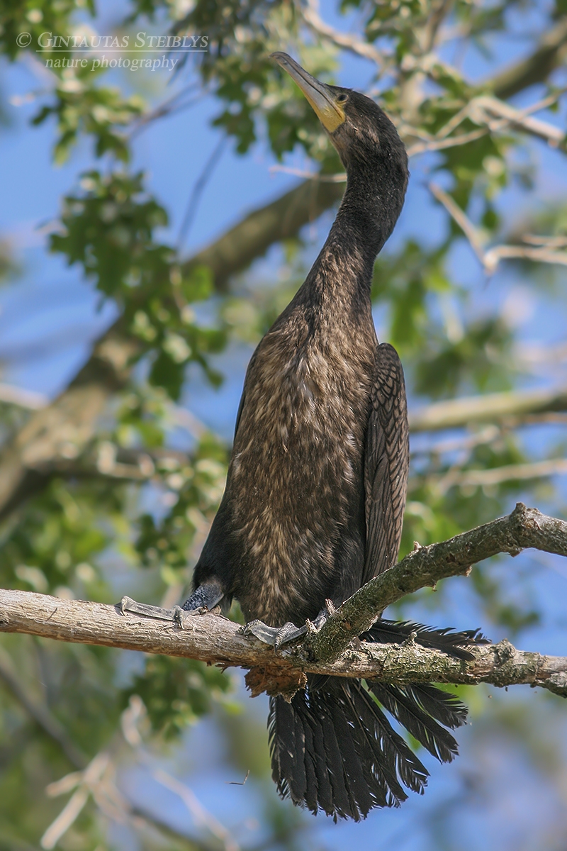 Didysis kormoranas - Phalacrocorax carbo, juv. | Fotografas Gintautas Steiblys