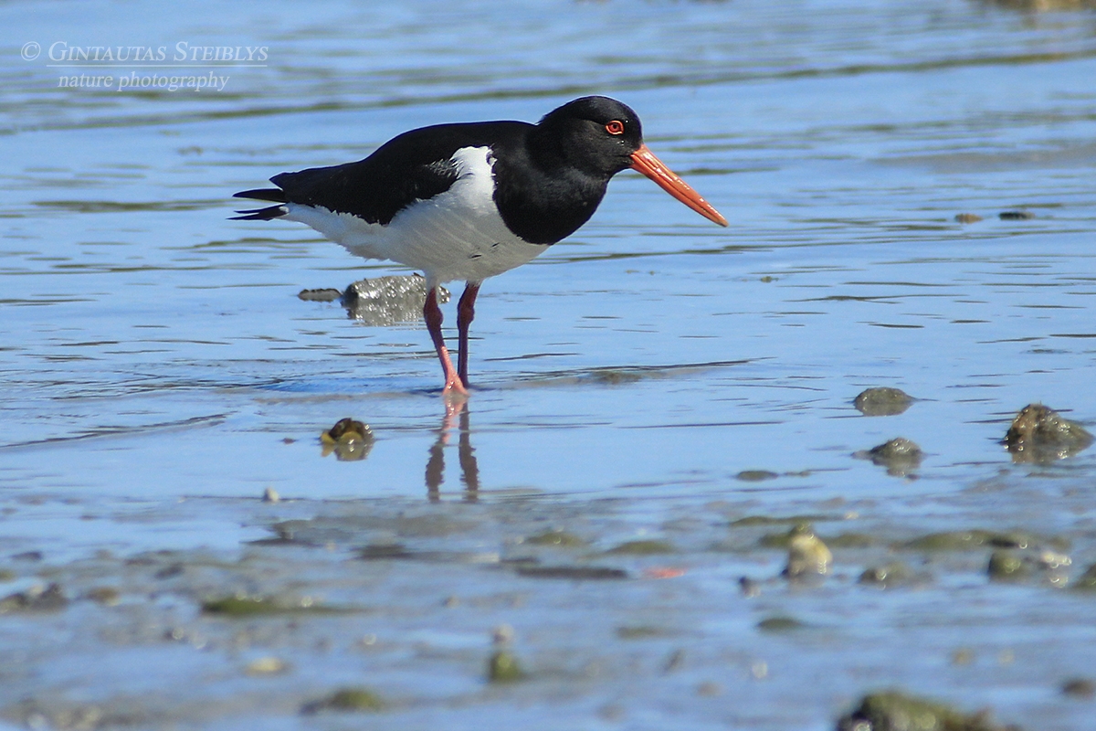 Paprastoji jūršarkė - Haematopus ostralegus | Fotografas Gintautas Steiblys