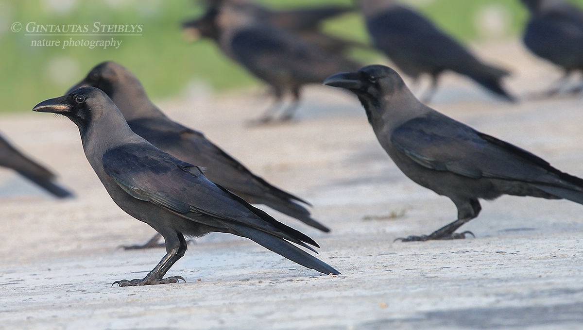 Indinė varna - Corvus splendens | Fotografas Gintautas Steiblys