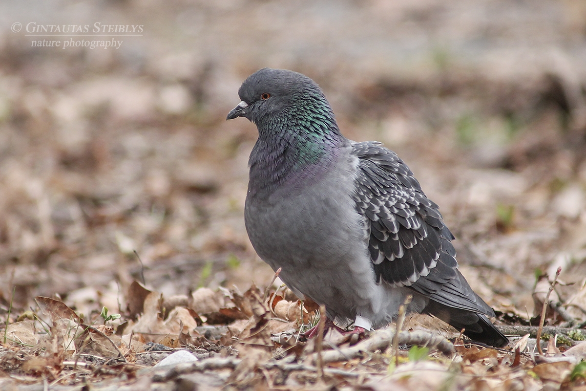 Naminis karvelis - Columba livia var. domestica | Fotografas Gintautas Steiblys