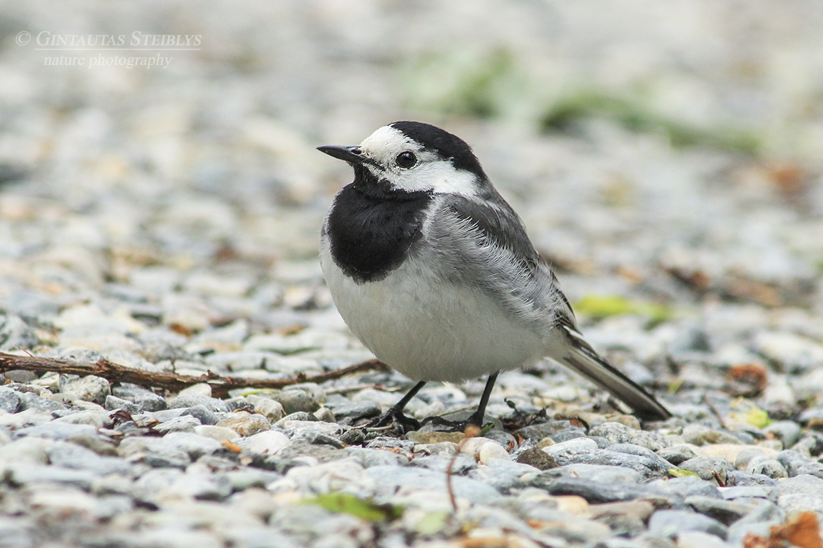 Baltoji kielė - Motacilla alba | Fotografas Gintautas Steiblys