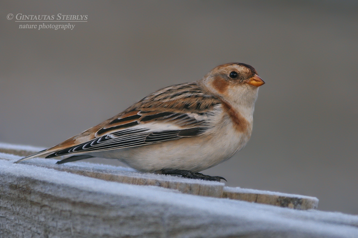 Paprastoji sniegstartė - Plectrophenax nivalis | Fotografas Gintautas Steiblys