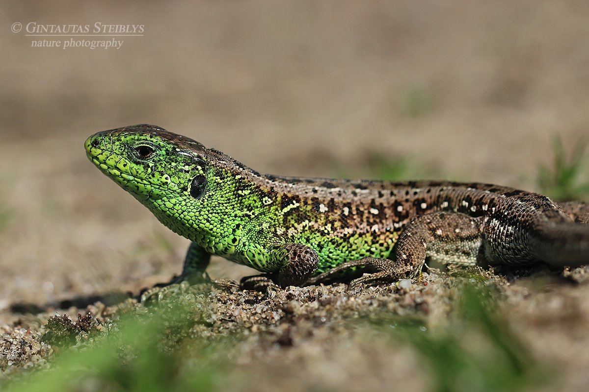Vikrusis driežas - Lacerta agilis ♂ | Fotografas Gintautas Steiblys