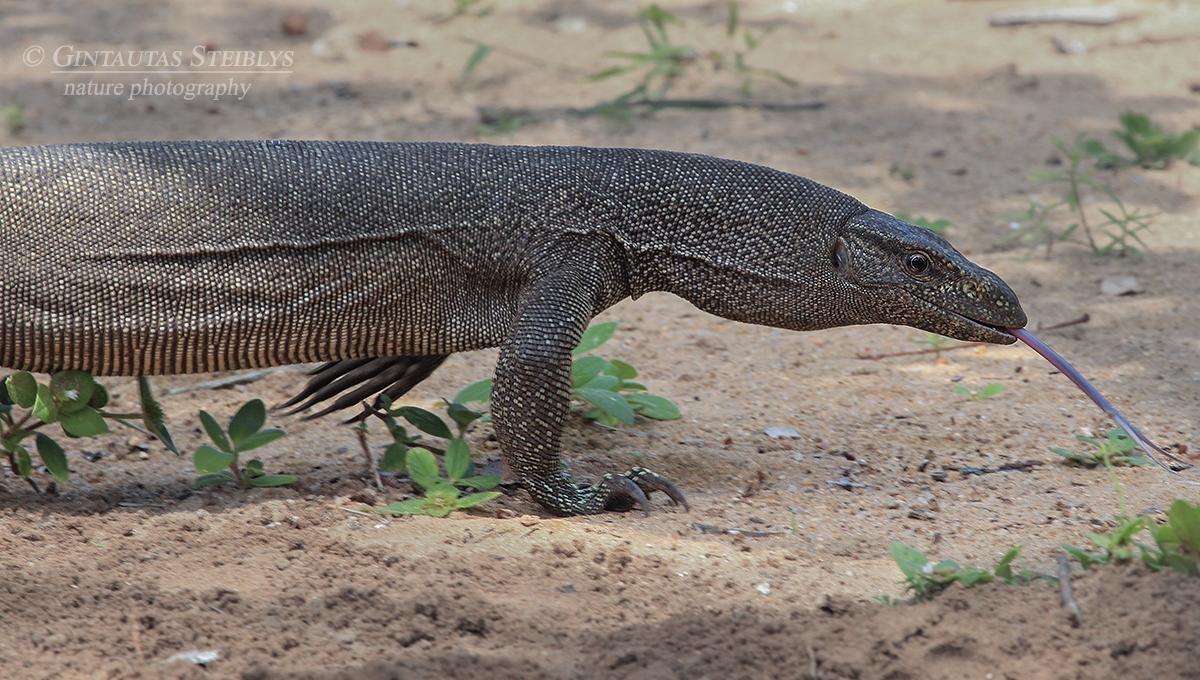 Bengalinis varanas - Varanus bengalensis | Fotografas Gintautas Steiblys