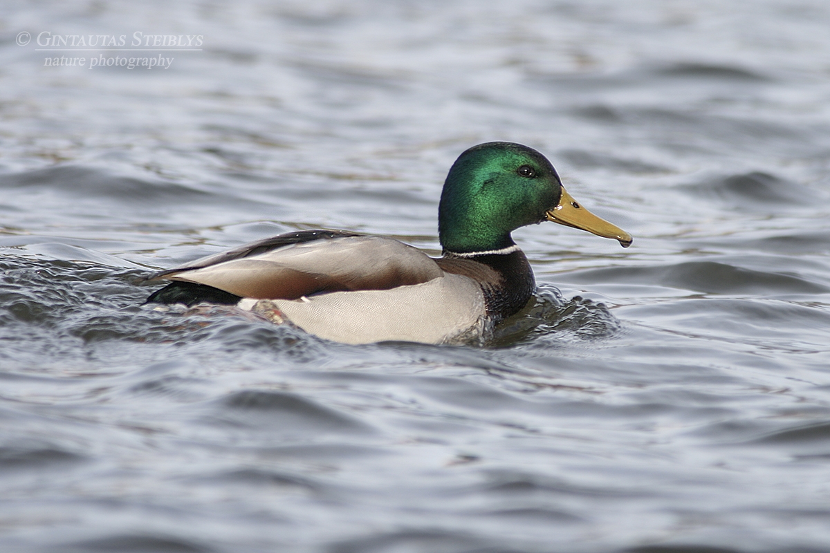 Didžioji antis - Anas platyrhynchos ♂ | Fotografas Gintautas Steiblys