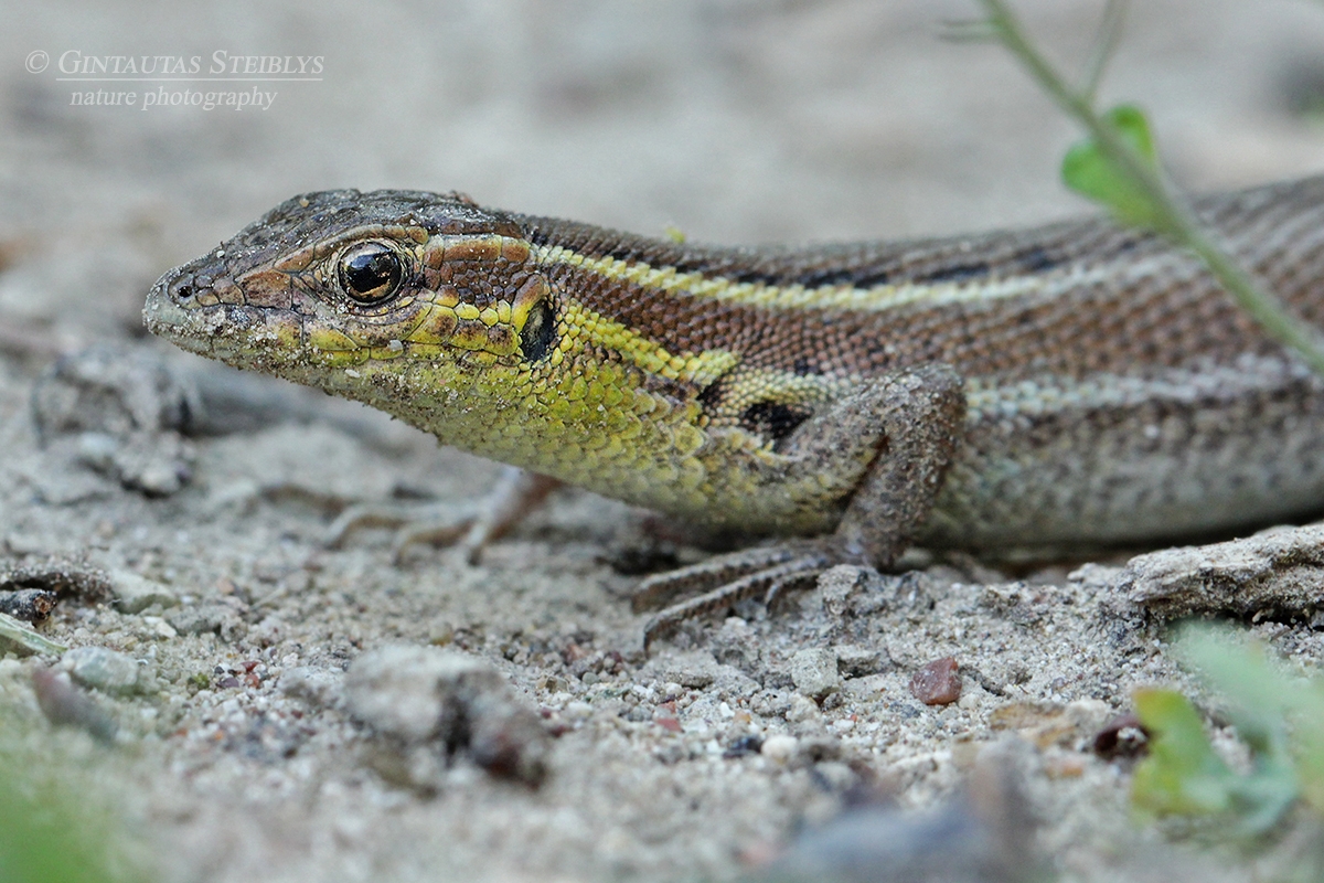 Grakštusis gyvatgalvis - Ophisops elegans | Fotografas Gintautas Steiblys