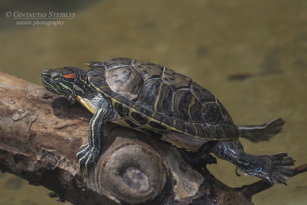 Raudonausis raštuotasis vėžlys - Trachemys scripta ssp. elegans | Fotografas Gintautas Steiblys