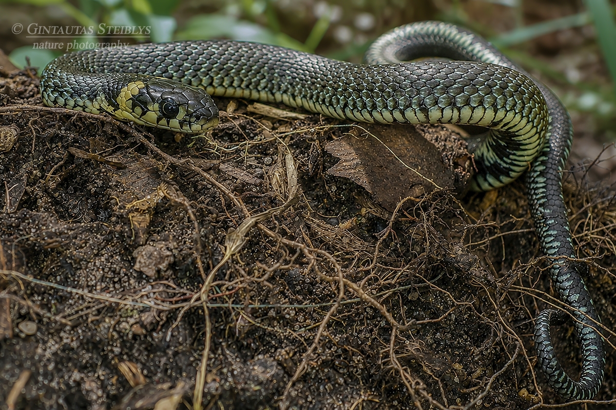 Geltonskruostis žaltys - Natrix natrix | Fotografas Gintautas Steiblys