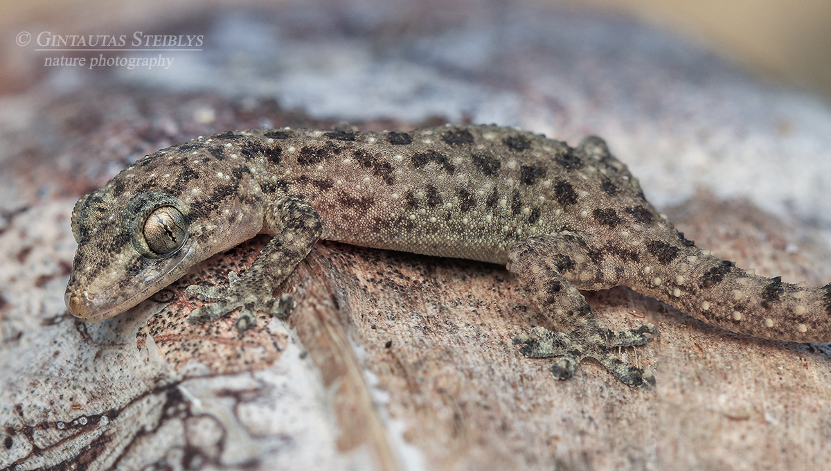 Dėmėtasis naminis gekonas - Hemidactylus parvimaculatus | Fotografas Gintautas Steiblys
