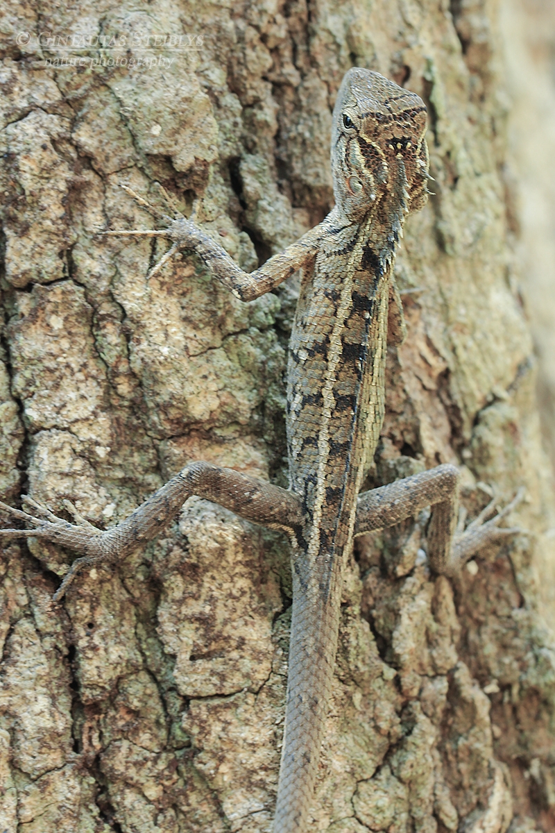 Raudongurklis kalotas - Calotes versicolor | Fotografas Gintautas Steiblys