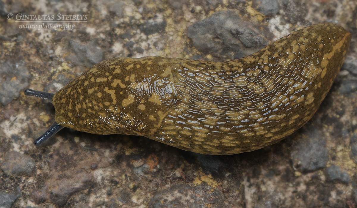 Gelsvasis šliužys - Limacus flavus | Fotografas Gintautas Steiblys