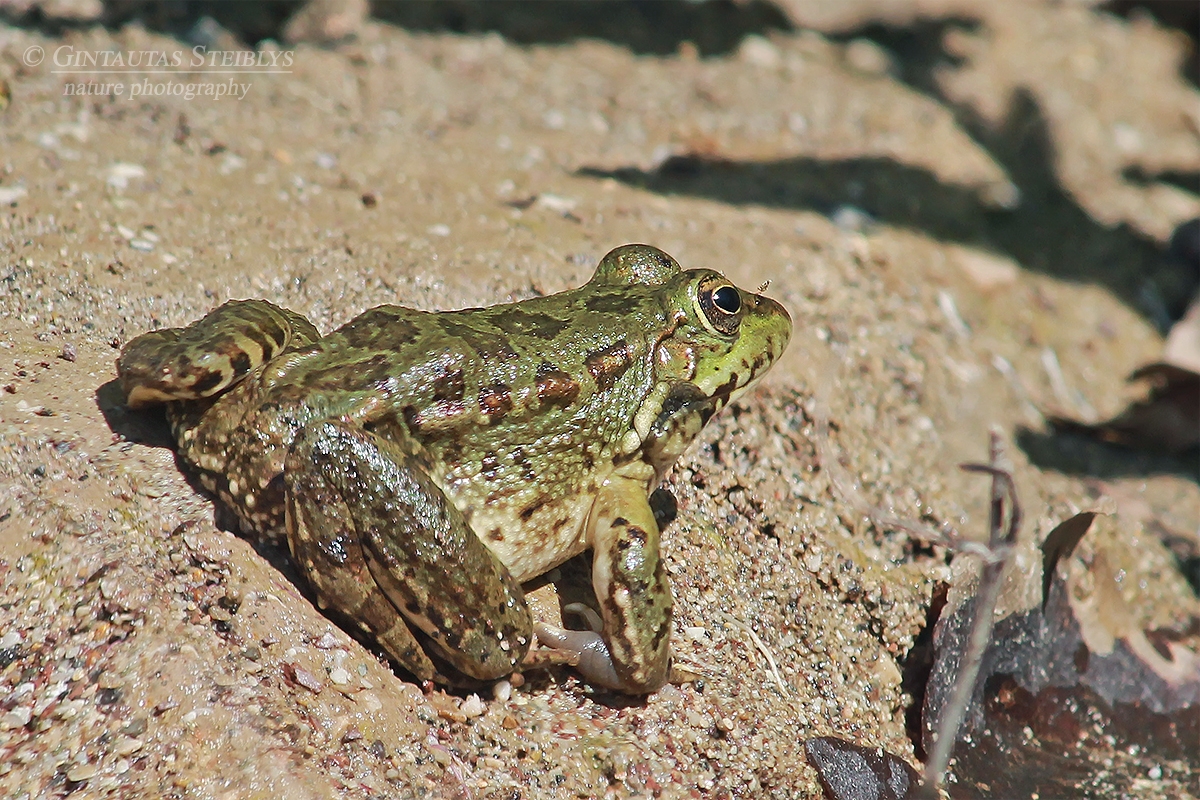 Levantinė varlė - Pelophylax bedriagae | Fotografas Gintautas Steiblys
