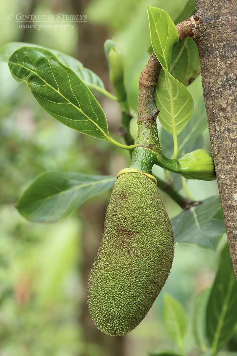 Stambusis duonmedis - Artocarpus heterophyllus | Fotografas Gintautas Steiblys