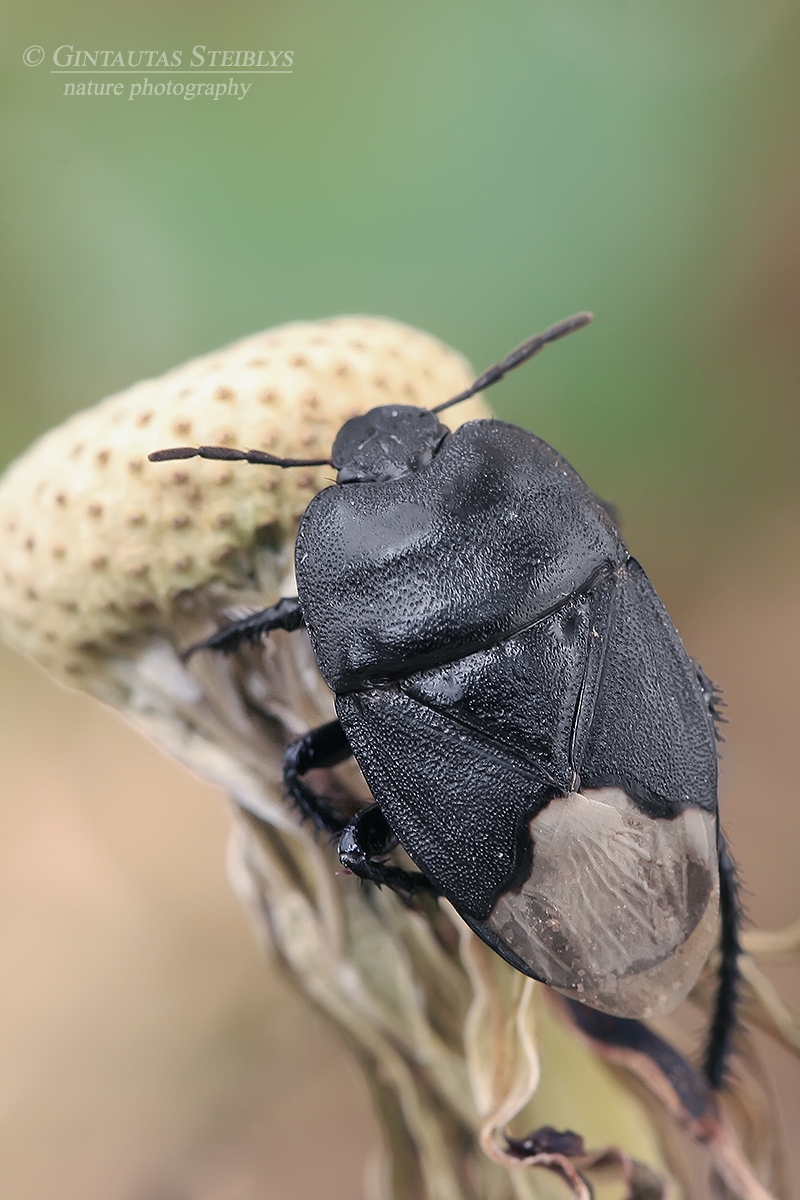 Gelsvauodegė urvablakė - Cydnus aterrimus | Fotografas Gintautas Steiblys