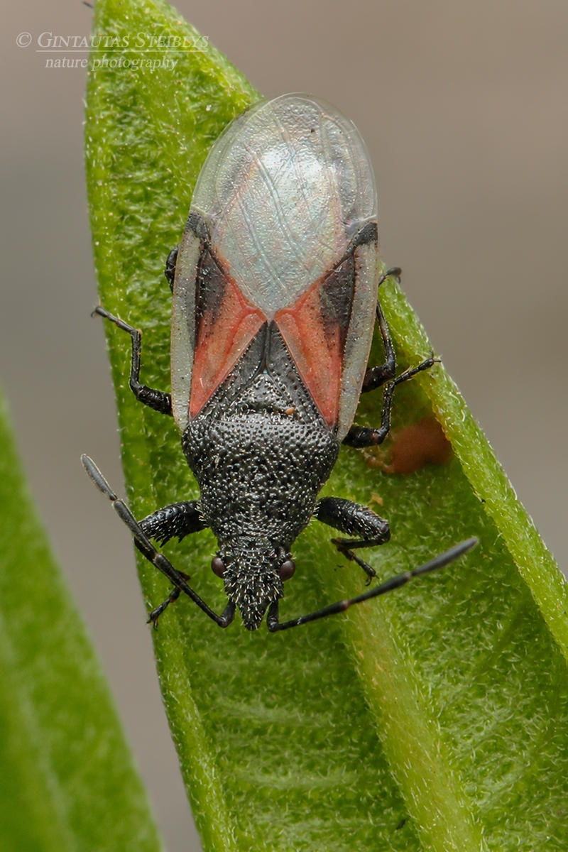 Dirvablakė - Oxycarenus lavaterae | Fotografas Gintautas Steiblys