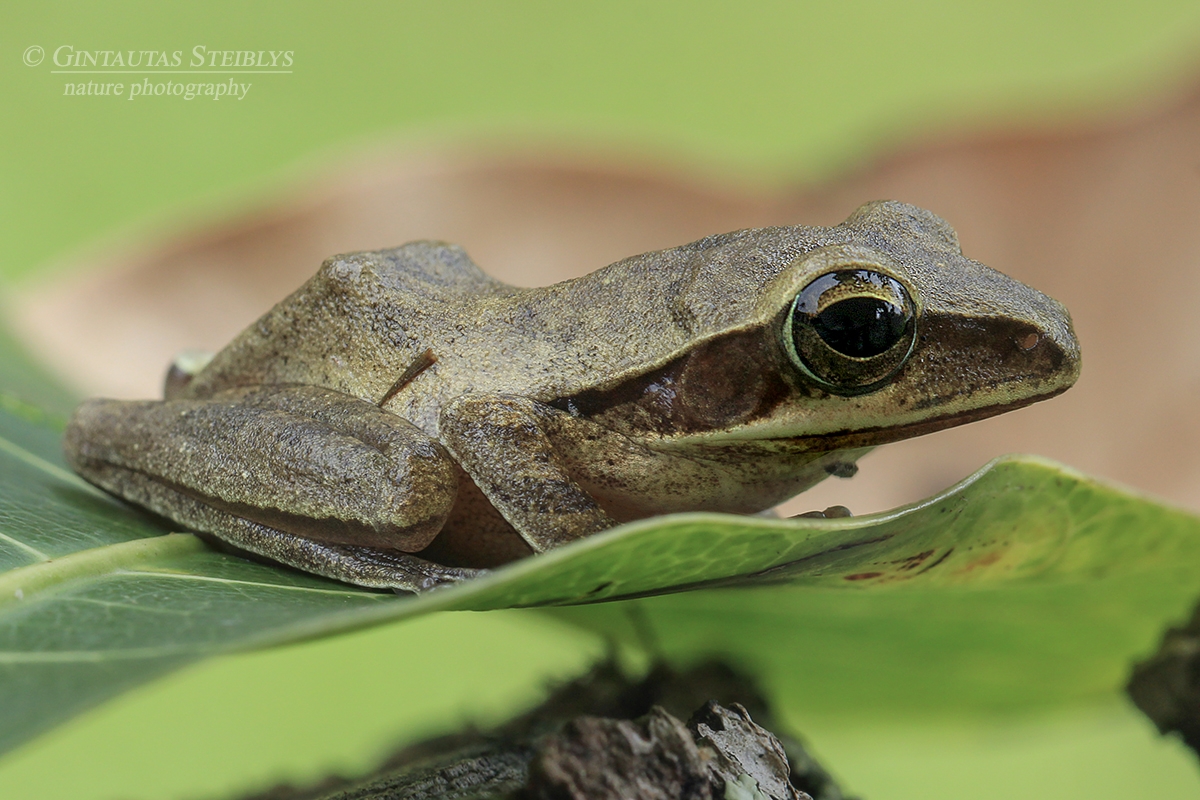 Dėmėtoji skraidvarlė - Polypedates maculatus | Fotografas Gintautas Steiblys