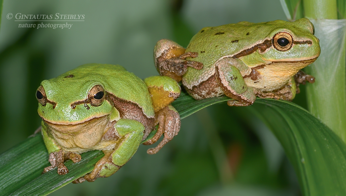 Rytinės medvarlės - Hyla orientalis | Fotografas Gintautas Steiblys