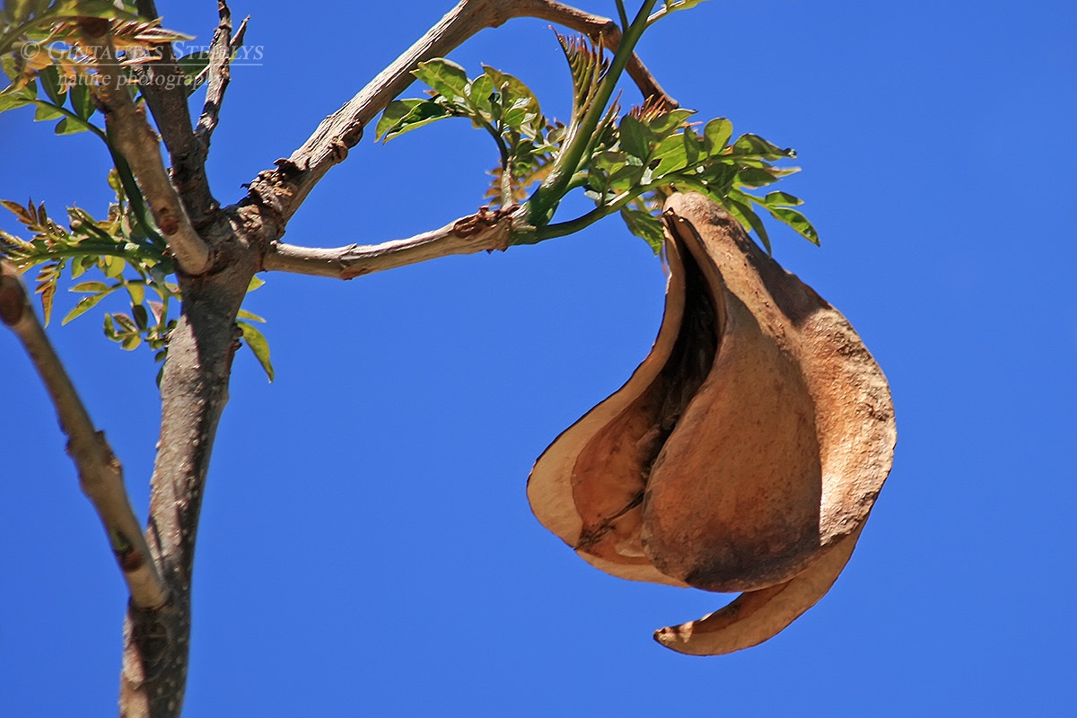 Mėlynasis palisandramedis - Jacaranda mimosifolia | Fotografas Gintautas Steiblys