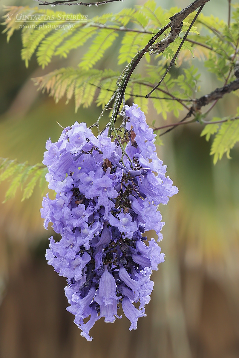 Mėlynasis palisandramedis - Jacaranda mimosifolia | Fotografas Gintautas Steiblys