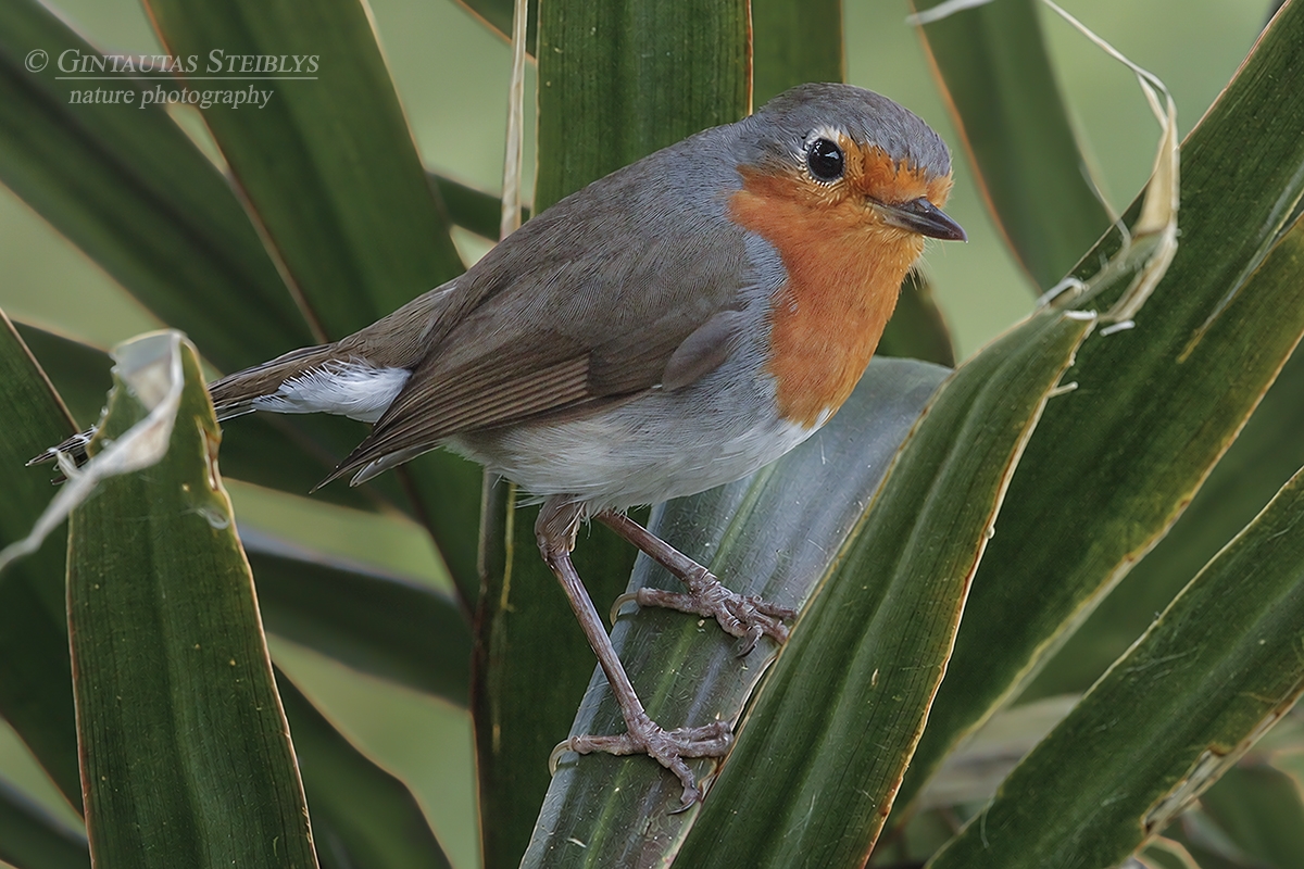 Paprastoji liepsnelė - Erithacus rubecula | Fotografas Gintautas Steiblys