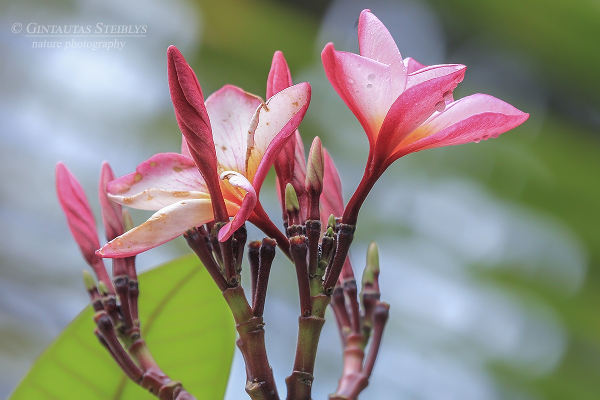 Raudonasis jostras - Plumeria rubra | Fotografas Gintautas Steiblys