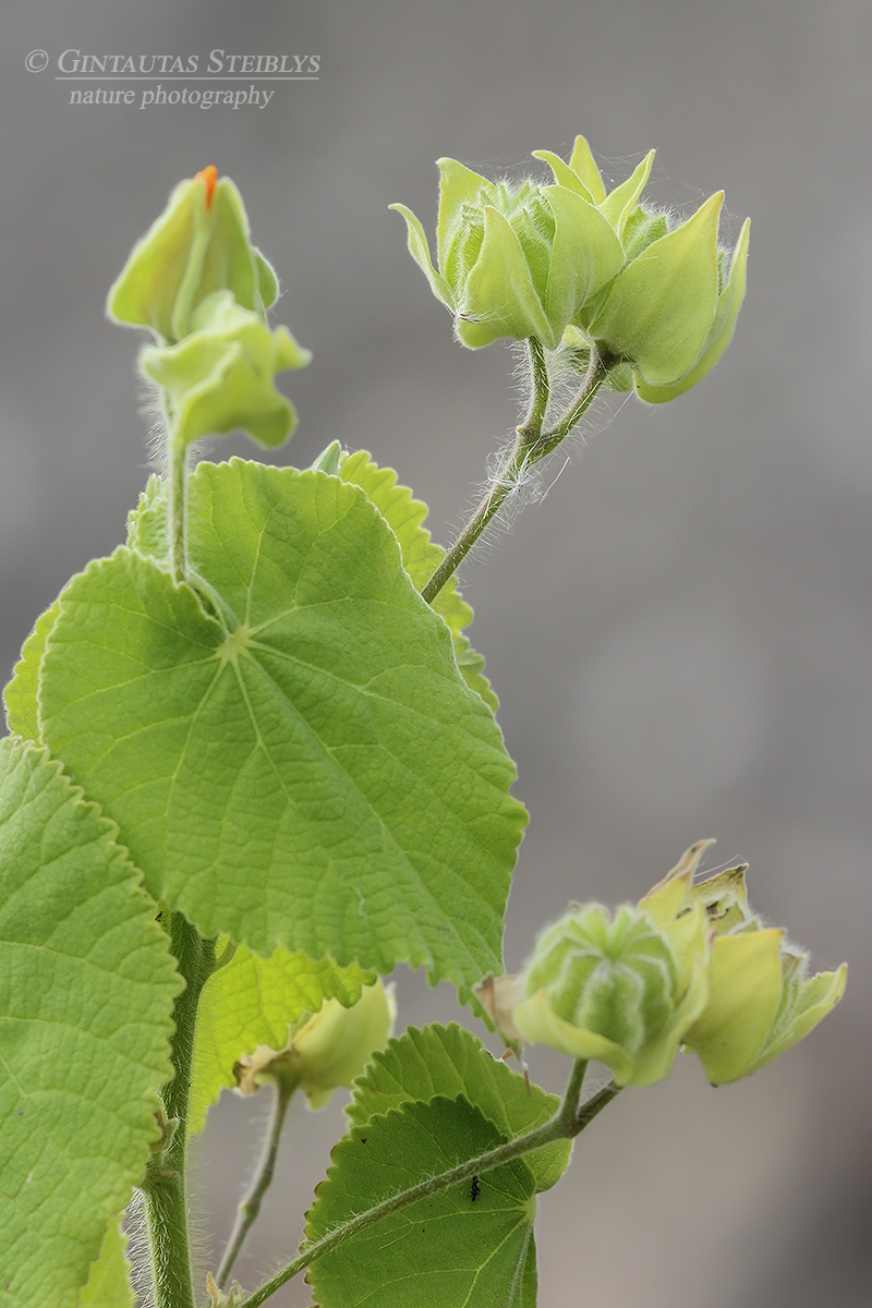 Galenis - Abutilon grandifolium | Fotografas Gintautas Steiblys