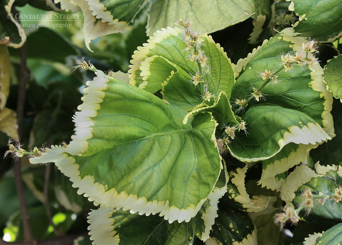 Margoji labravenė - Acalypha wilkesiana 'Hoffmannii' | Fotografas Gintautas Steiblys