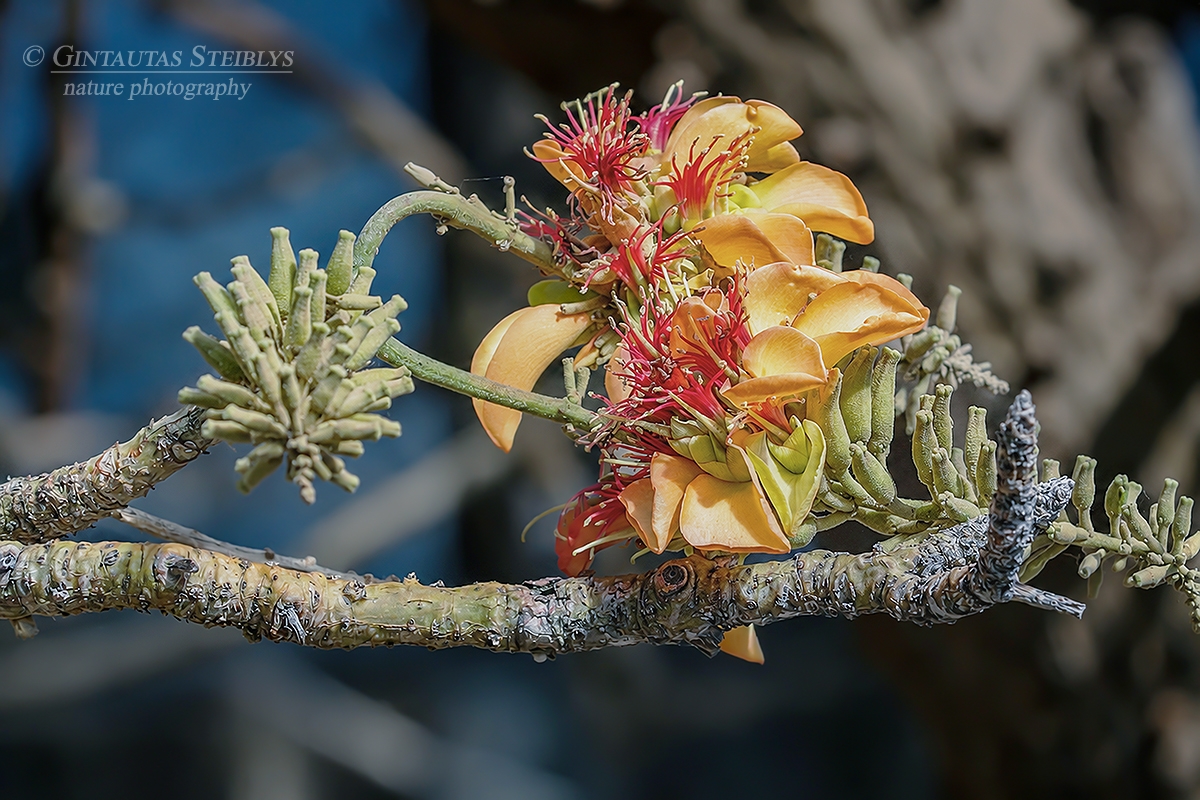 Havajinė raudūnė - Erythrina sandwicensis | Fotografas Gintautas Steiblys