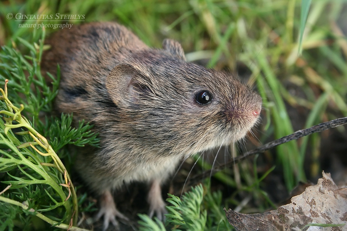 Paprastasis pelėnas - Microtus arvalis | Fotografas Gintautas Steiblys