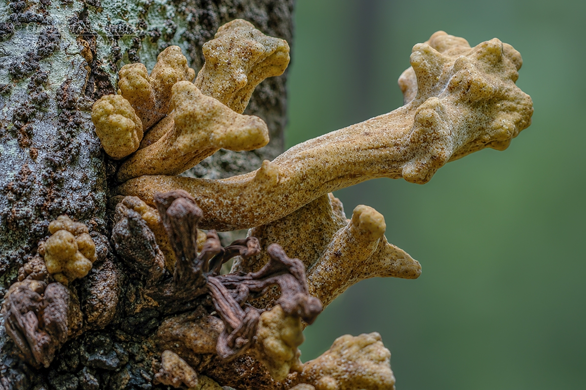 Laurobasidium lauri | Fotografas Gintautas Steiblys