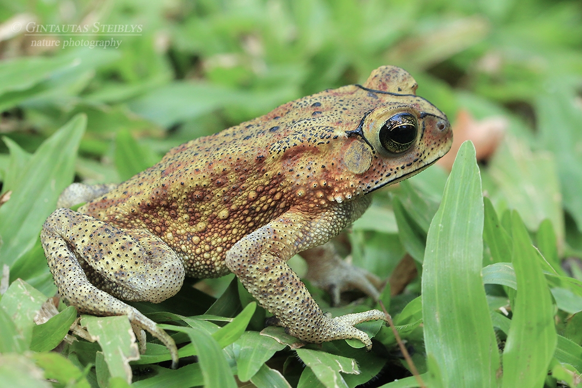 Azijinė rupūžė - Duttaphrynus melanostictus | Fotografas Gintautas Steiblys