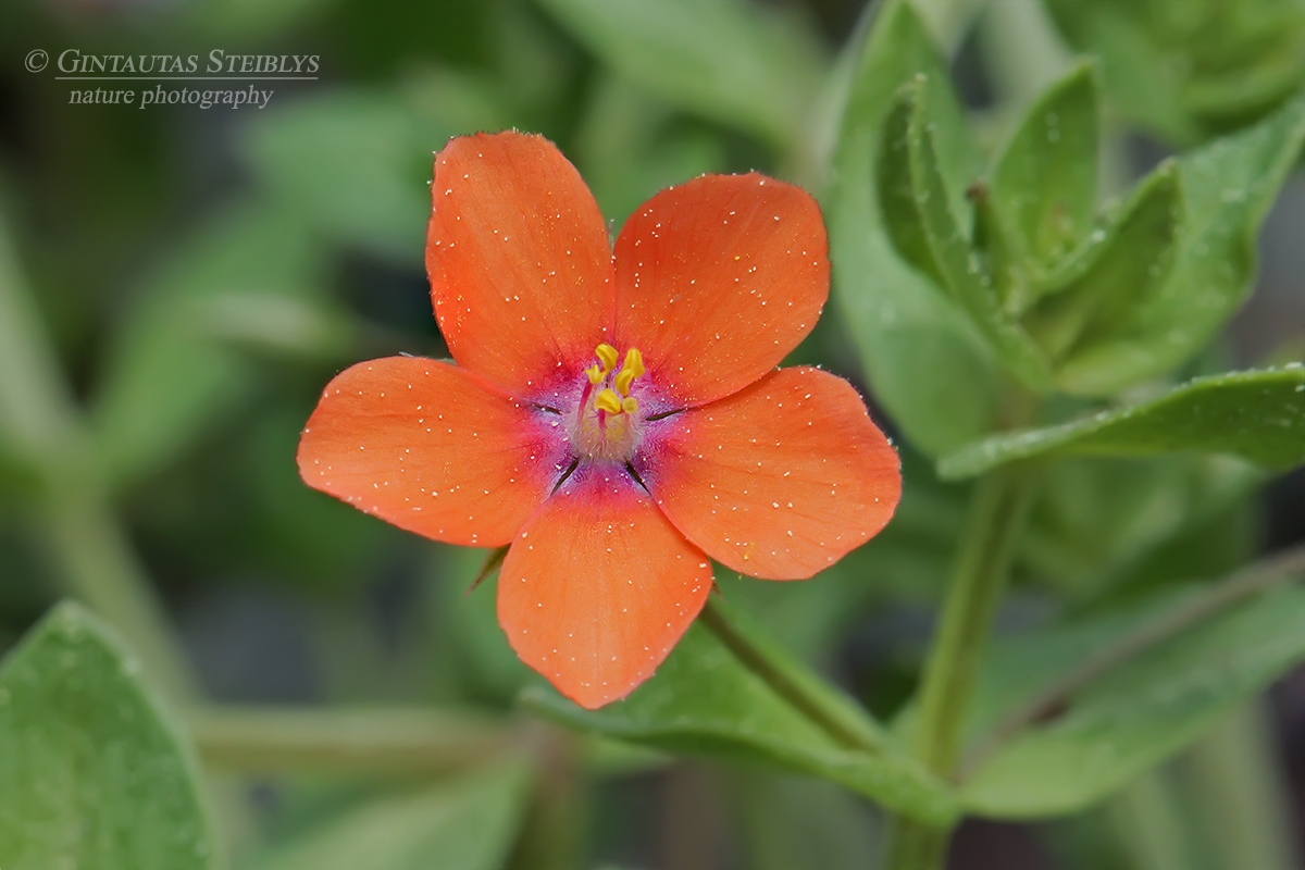 Raudonžiedis progailis - Lysimachia arvensis | Fotografas Gintautas Steiblys