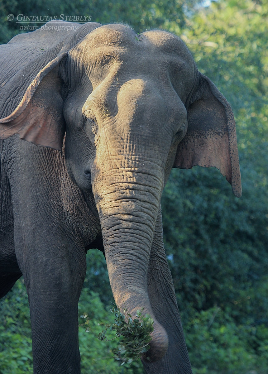 Azijinis dramblys - Elephas maximus | Fotografas Gintautas Steiblys