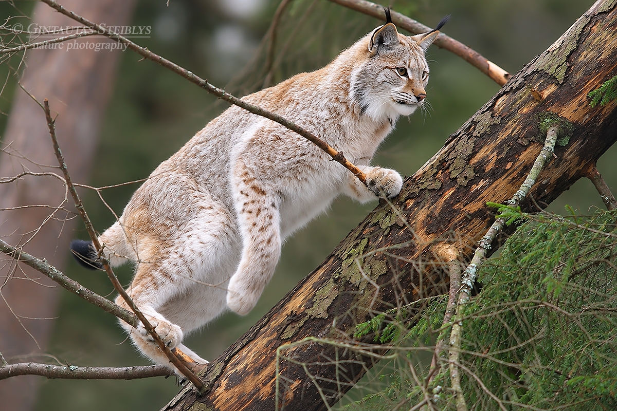 Paprastoji lūšis - Lynx lynx | Fotografas Gintautas Steiblys