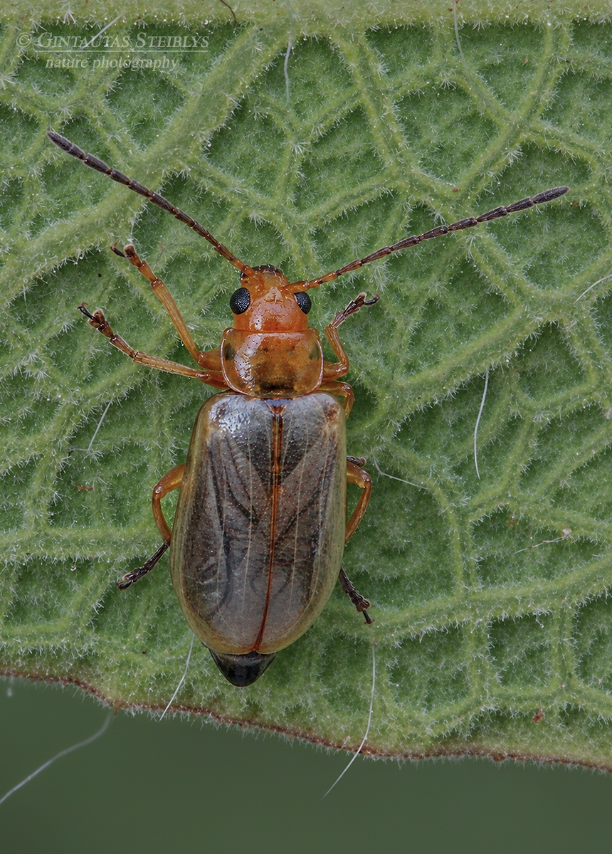 Kanarinis šakninukas - Calomicrus wollastoni | Fotografas Gintautas Steiblys