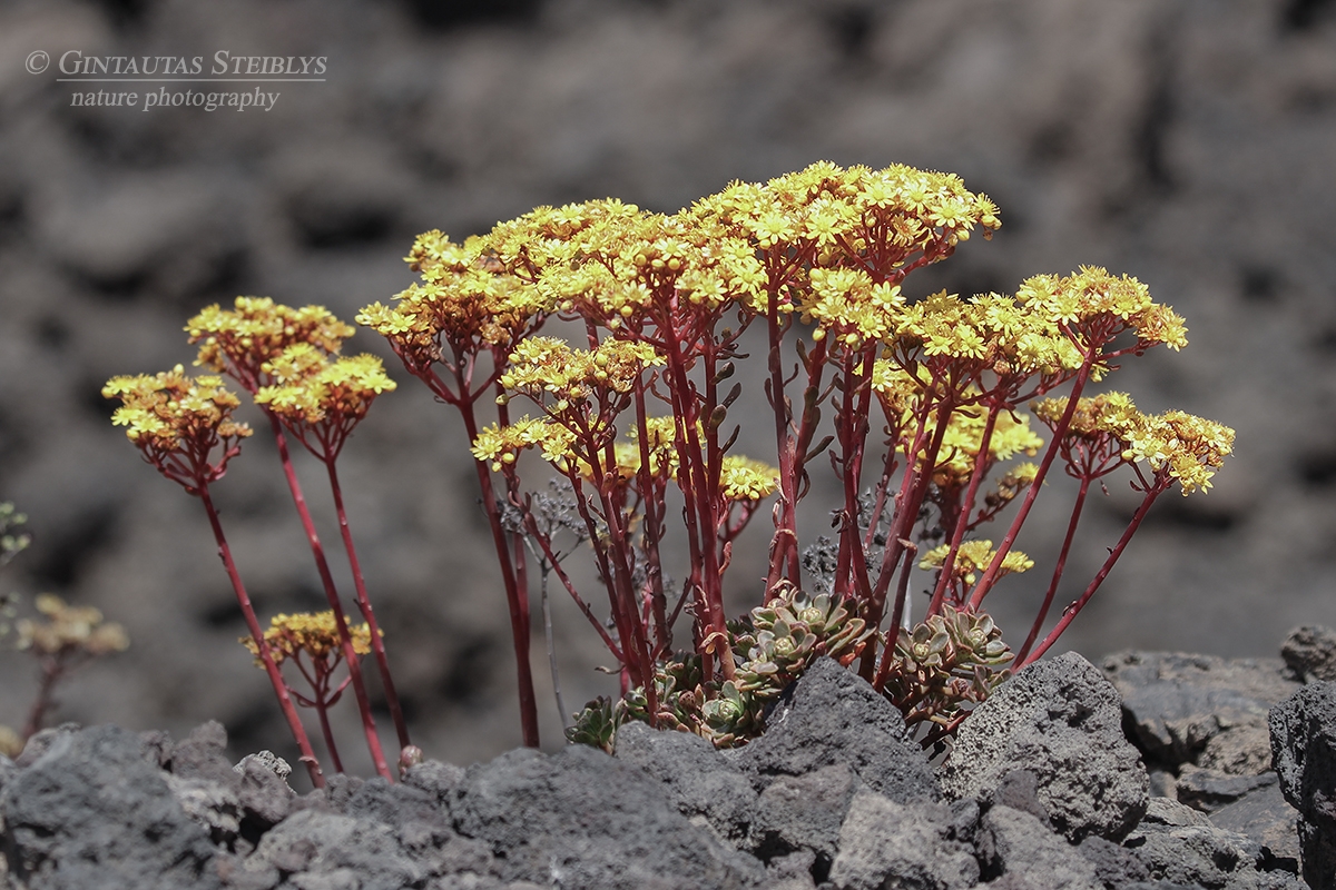 Ramdis - Aeonium spathulatum | Fotografas Gintautas Steiblys