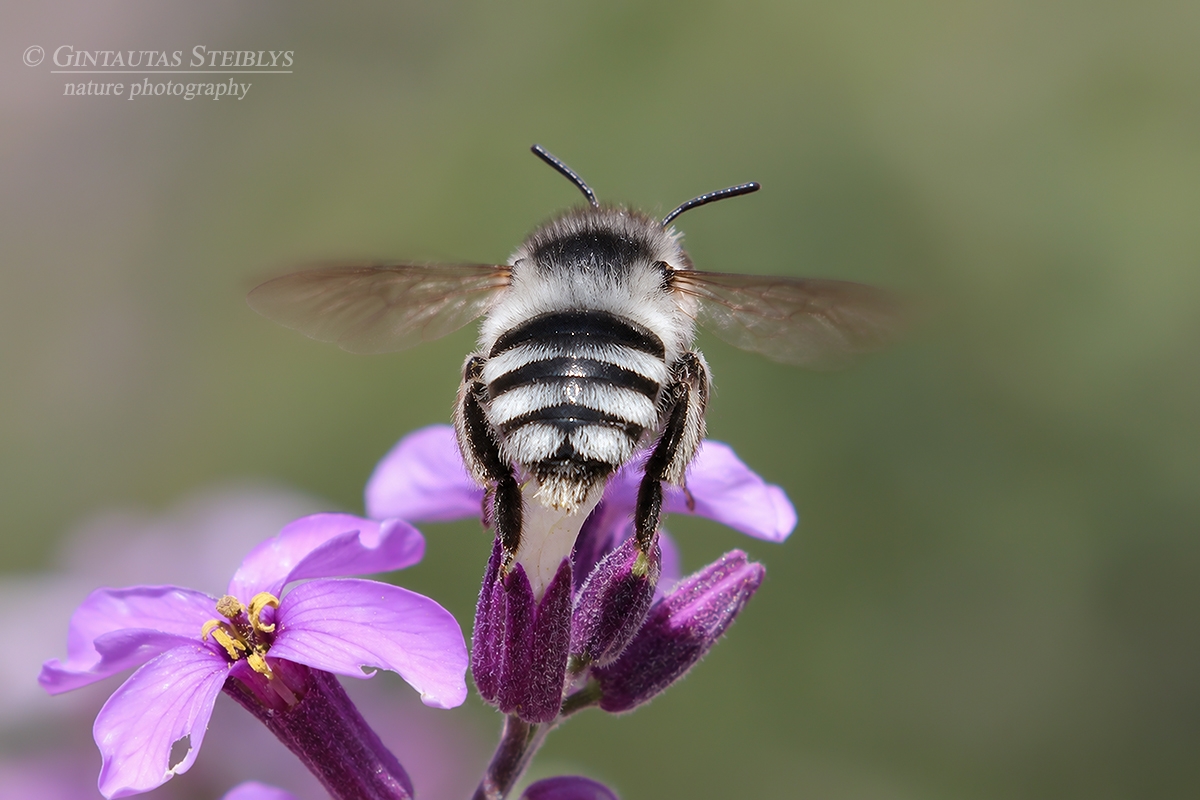 Gaurabitė - Anthophora alluaudi  | Fotografas Gintautas Steiblys
