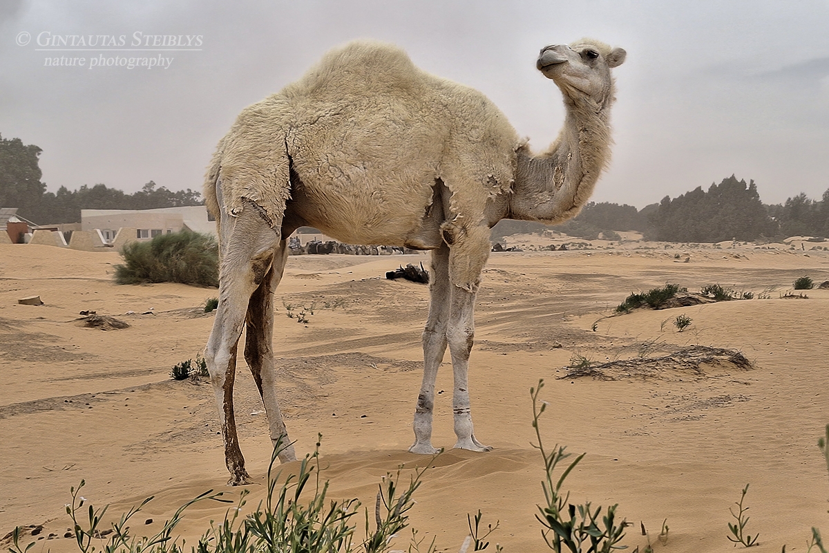 Vienkupris kupranugaris - Camelus dromedarius | Fotografas Gintautas Steiblys