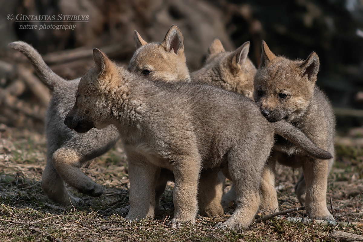 Pilkieji vilkiukai - Canis lupus, juv. | Fotografas Gintautas Steiblys